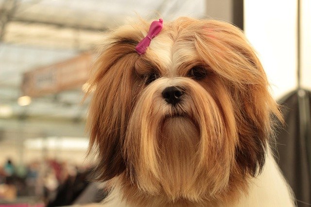 Lhassa Apso chien Lhassa Apso chien