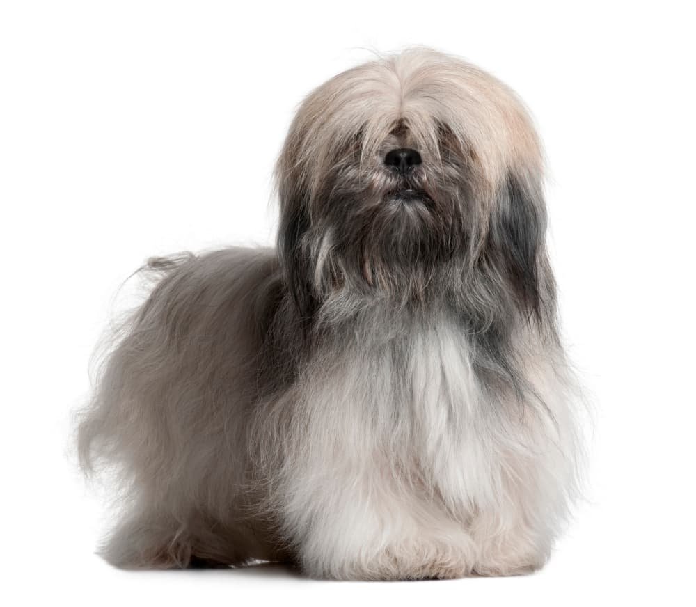 Lhassa Apso