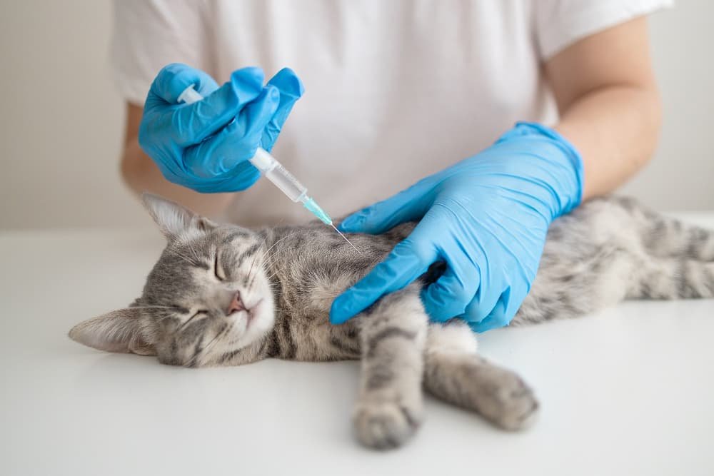 Médecin vétérinaire vaccine chat