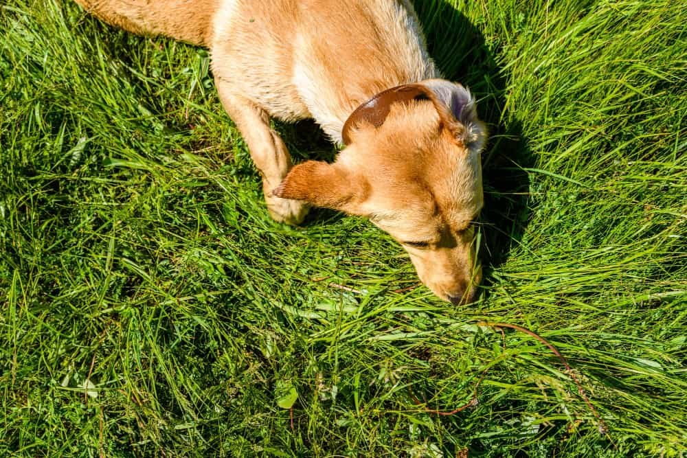 Mignon jeune chien labrador retriever au pré