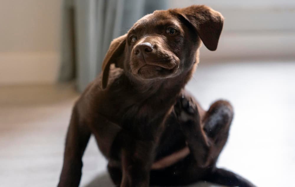 Petit chien labrador retriever