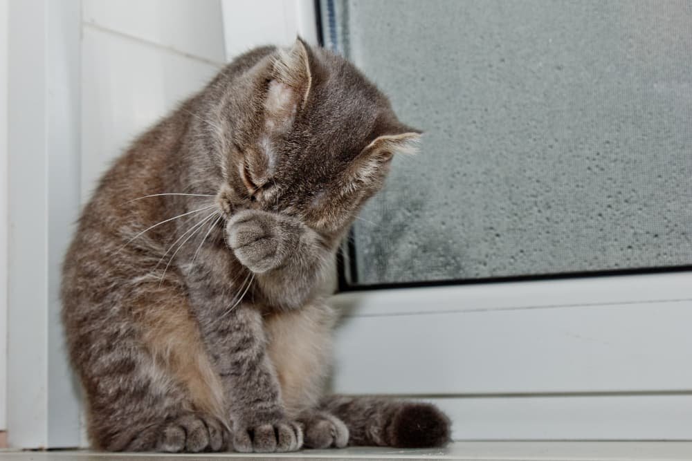 Pliez le chat écossais assis sur le rebord de la fenêtre