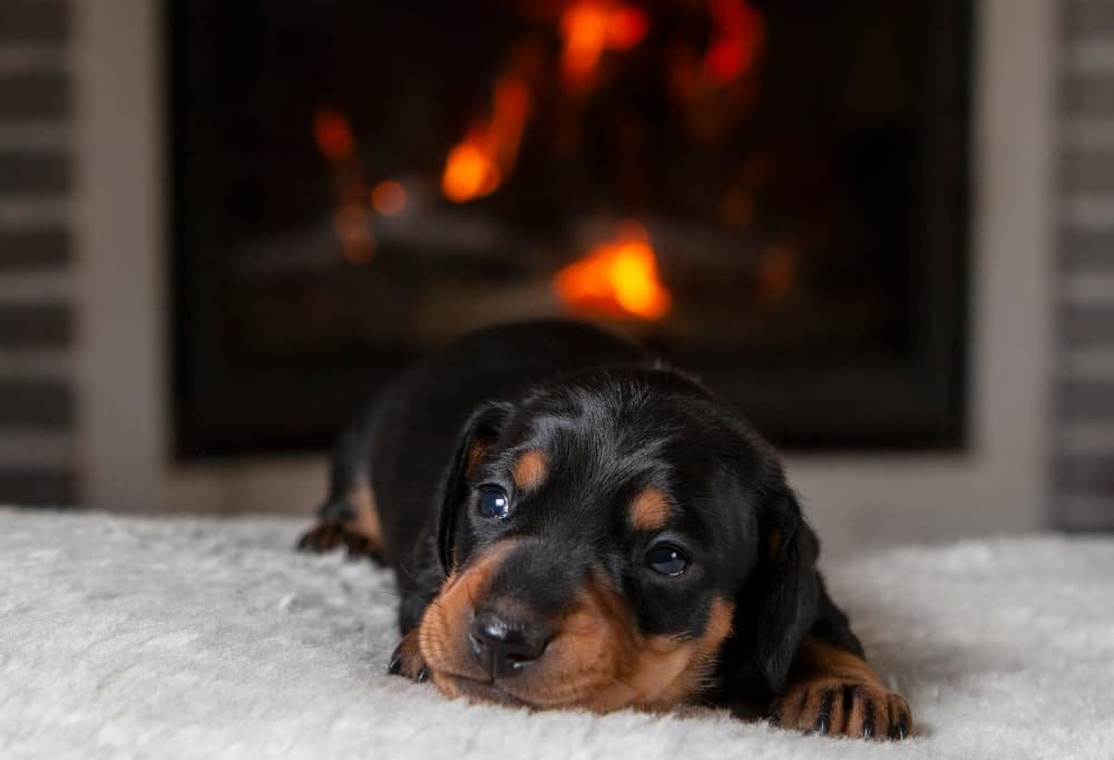 Portrait chiot teckel