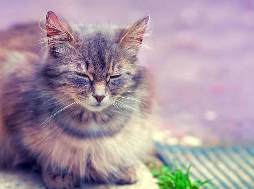Portrait de chat