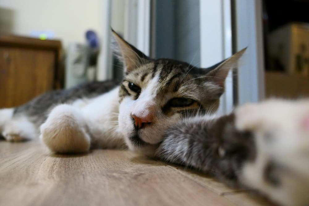 Portrait en gros plan chat qui se détend à la maison