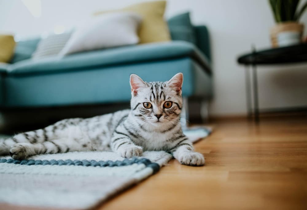 Portrait en gros plan du chat à la maison