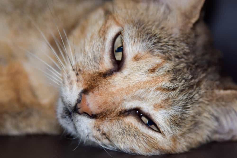 Portrait en gros plan un chat