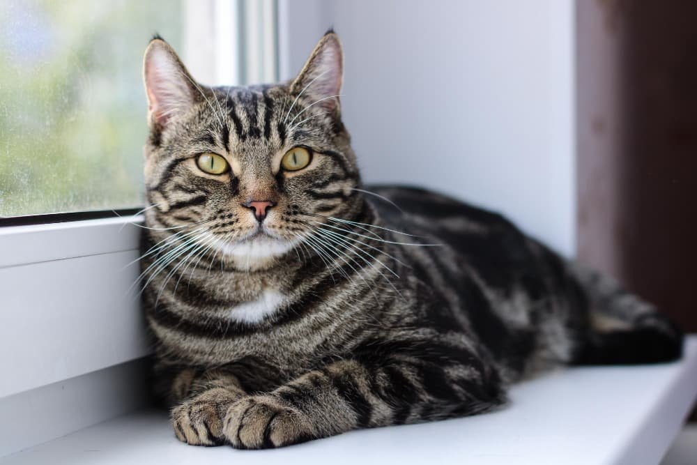 Un chat tigré aux yeux brillants