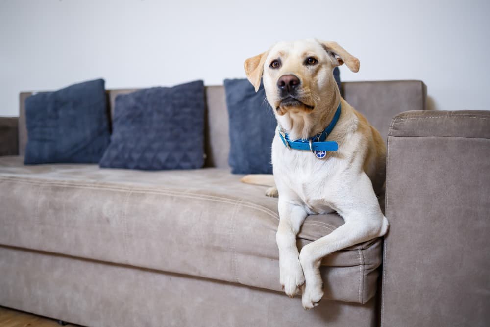 Un grand labrador blanc se trouve sur le canapé