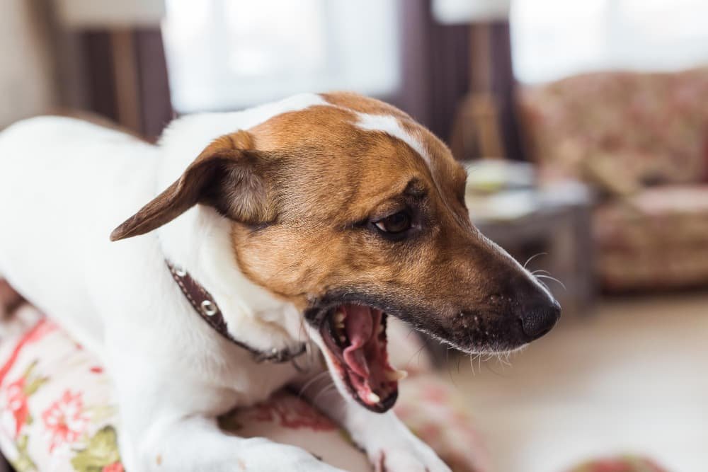Un gros plan chien qui détourne le regard