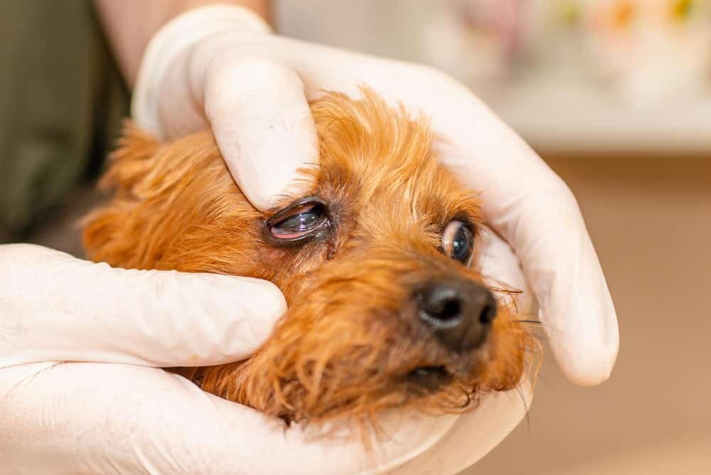 Un vétérinaire examine les yeux Yorkshire Terrier