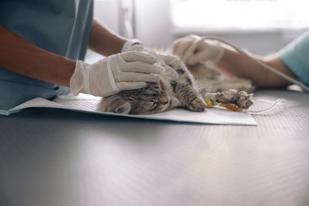 Une infirmière calme un chat gris