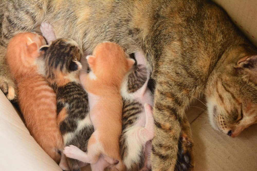 Vue élevé du chat avec des chatons