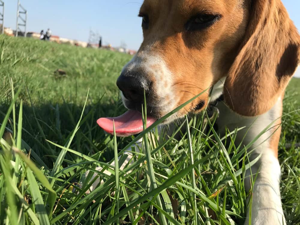 Vue rapprochée du chien sur le terrain