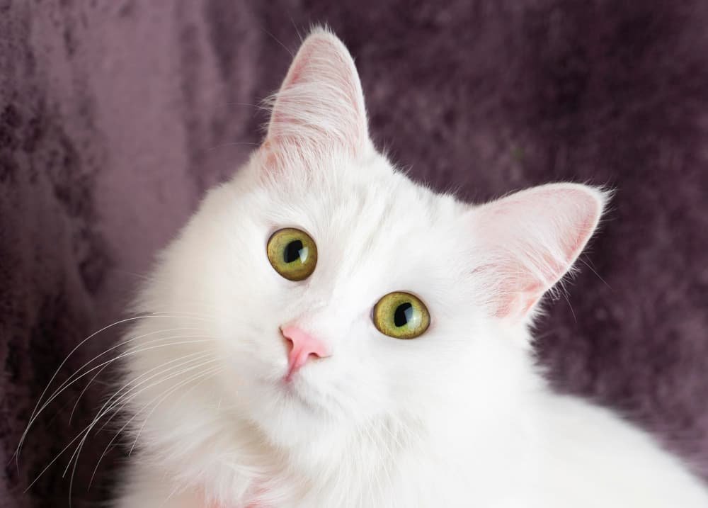 Chat blanc mignon