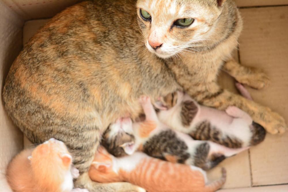 Chat nourrissant des chatons
