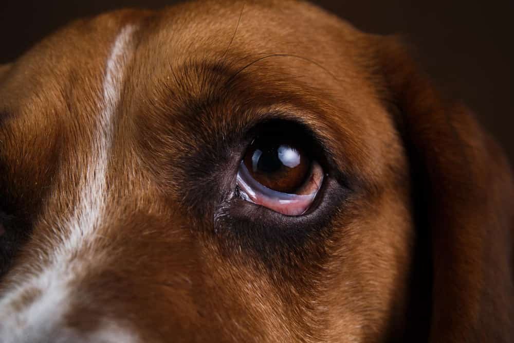 Chien détournant le regard