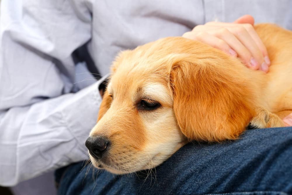 Femme avec un chien