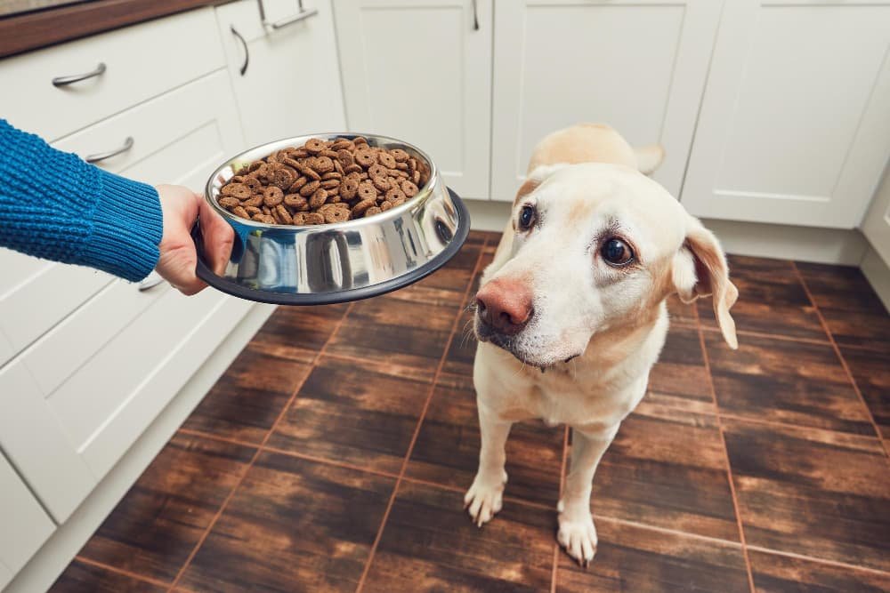 Personne donnant de la nourriture au chien à la maison