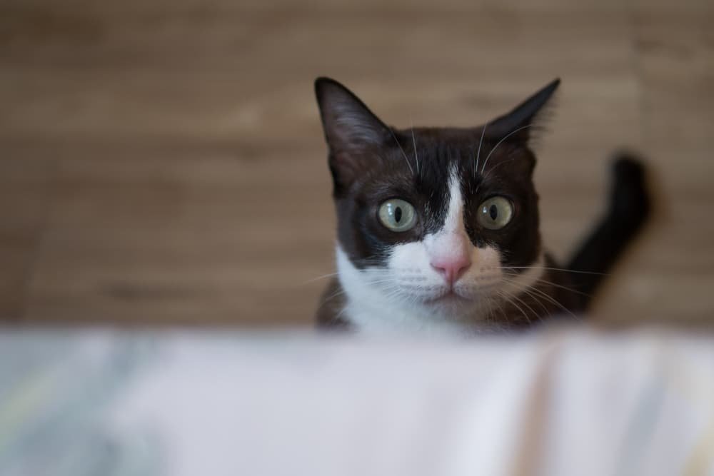 Chat brun chocolat