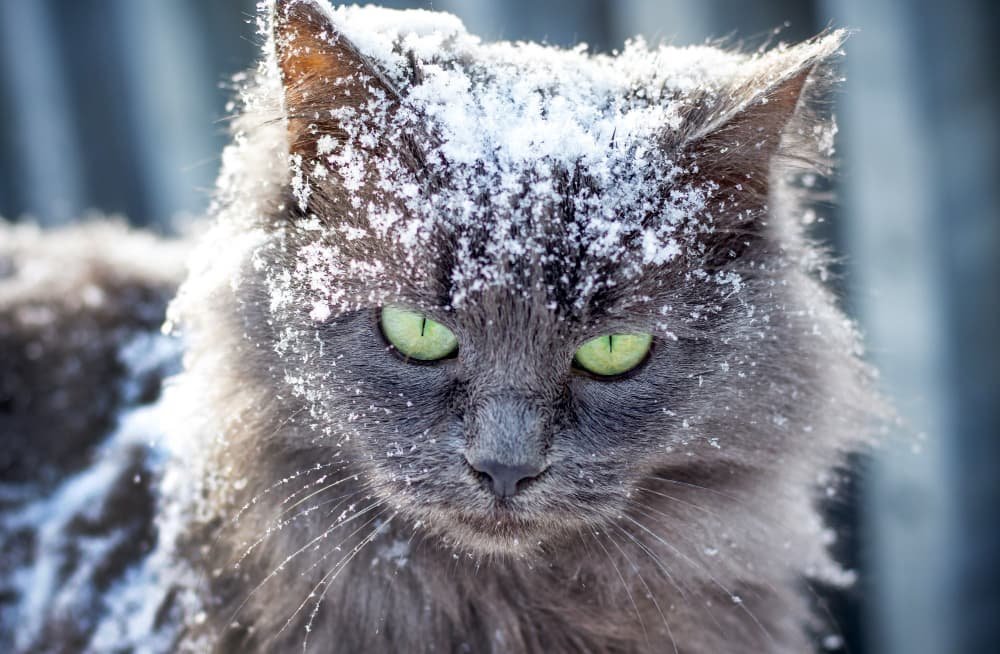 Chat gris couvert de neige Chat gris couvert de neige