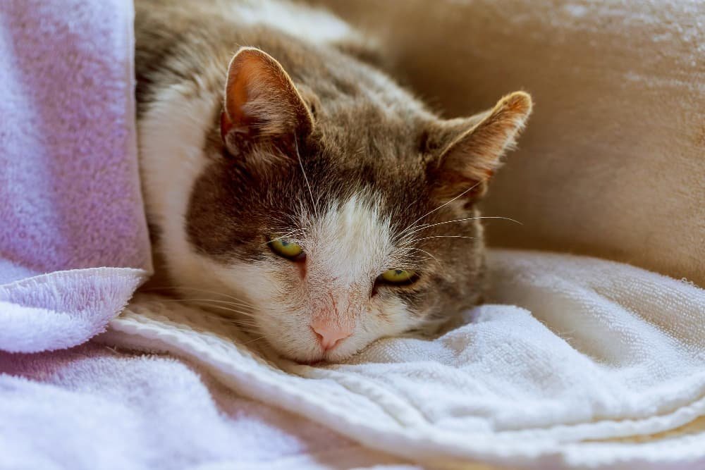 Chat gris malade Chat gris malade