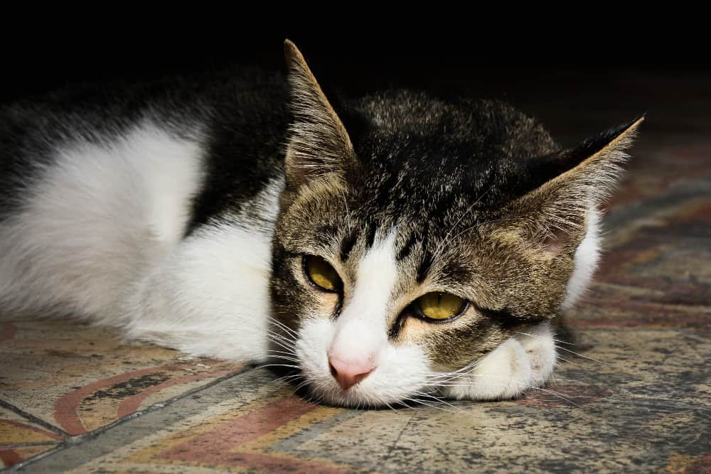 Chat paresseux