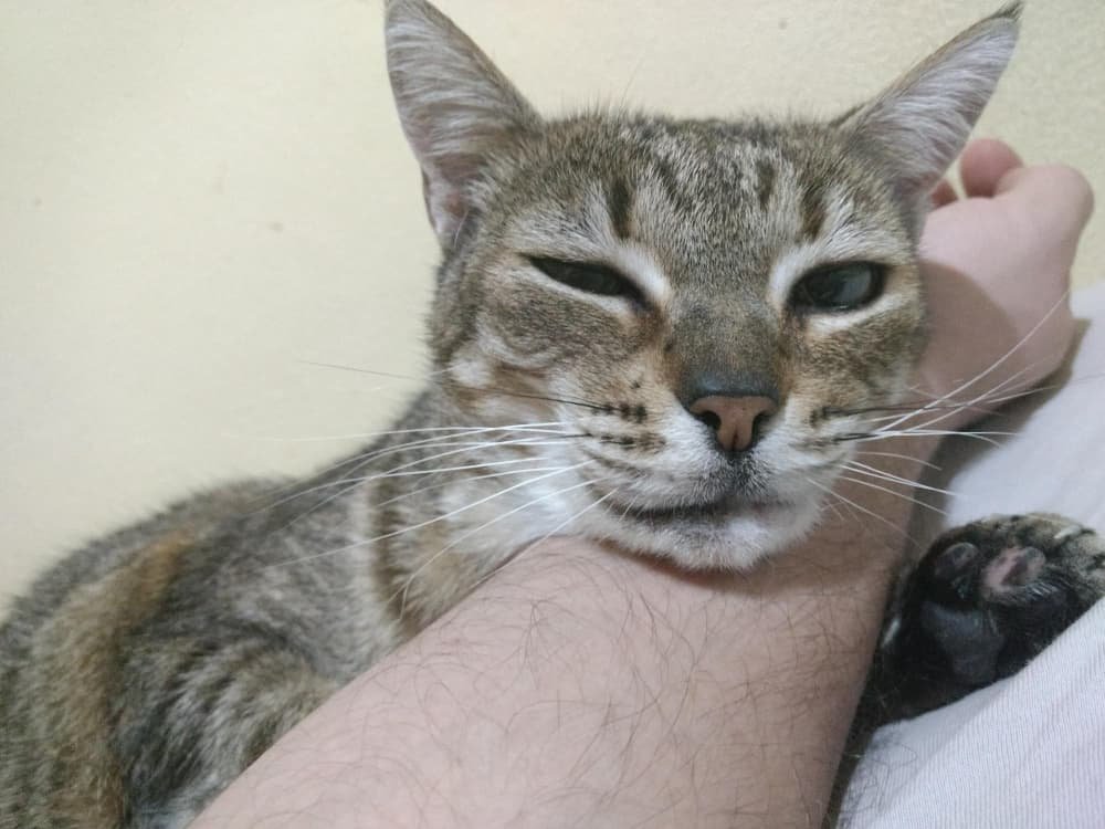 Chat tenant la main