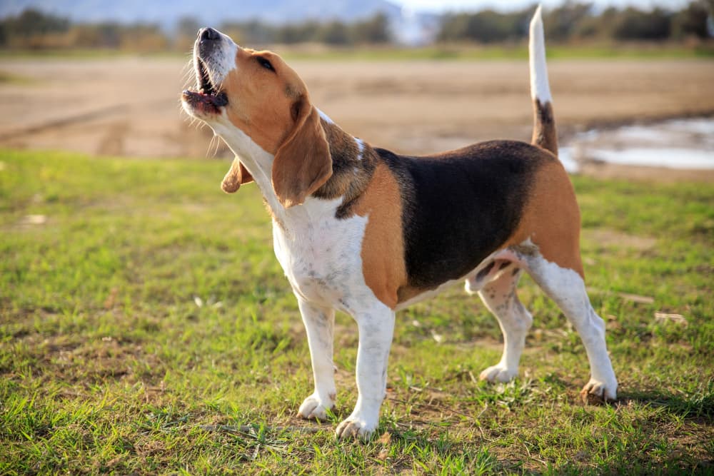 Chien beagle qui aboie