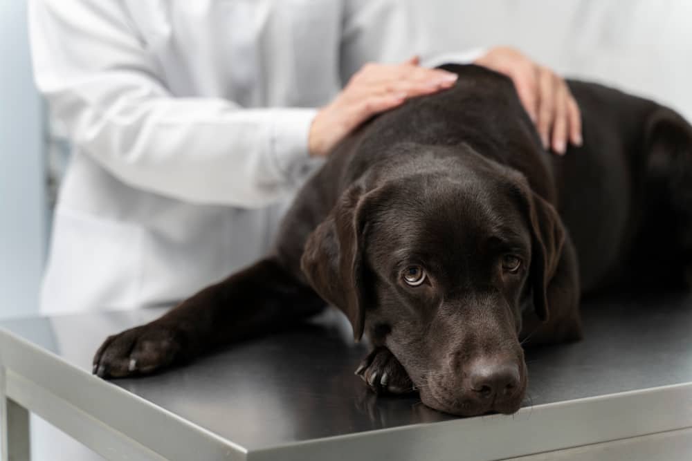 Chien chez le veterinaire