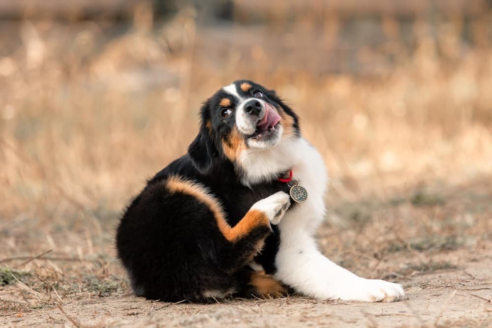 Chien de berger australien qui se gratte