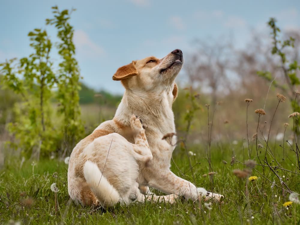 Chien du village sur le terrain