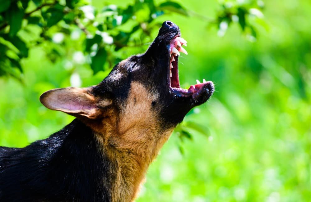 Chien qui aboie