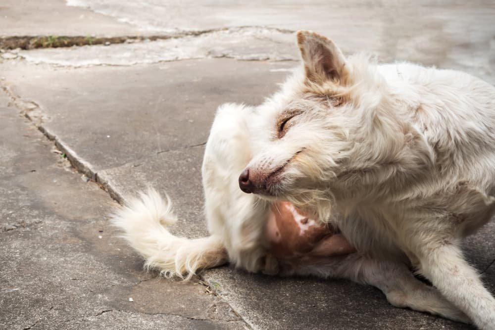 Chien qui se gratte la tête