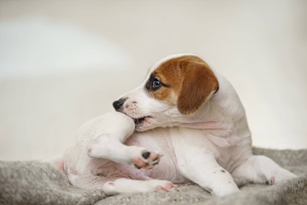 Chiot se gratte et mordre