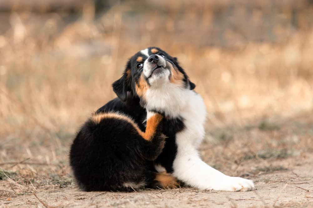 Démangeaisons chez le chien