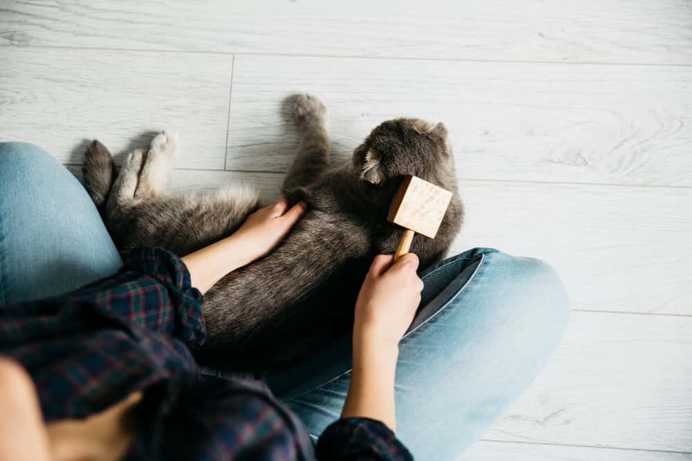 Femme peignant son chat préféré au sol