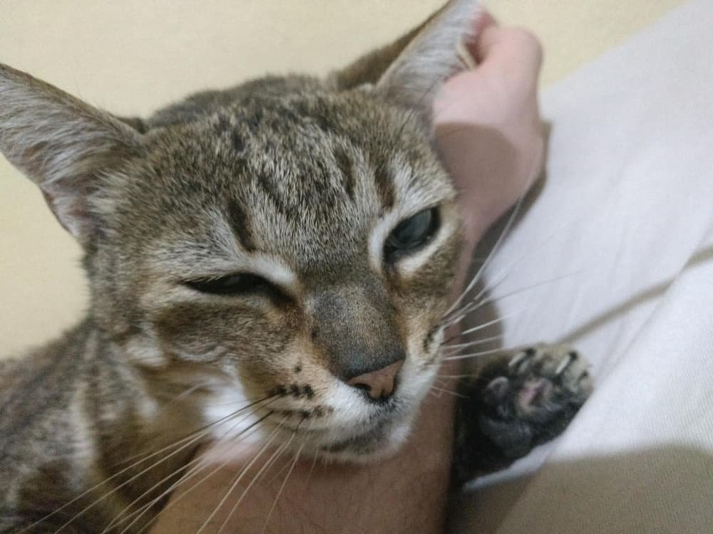 Gros plan chat à la maison Gros plan chat à la maison