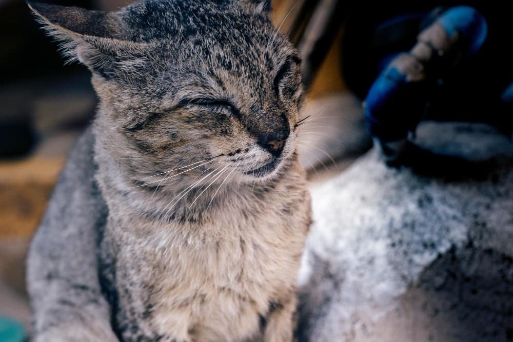 Gros plan chat