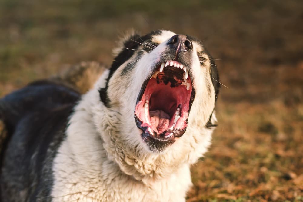 Gros plan machoire du chien Gros plan machoire du chien