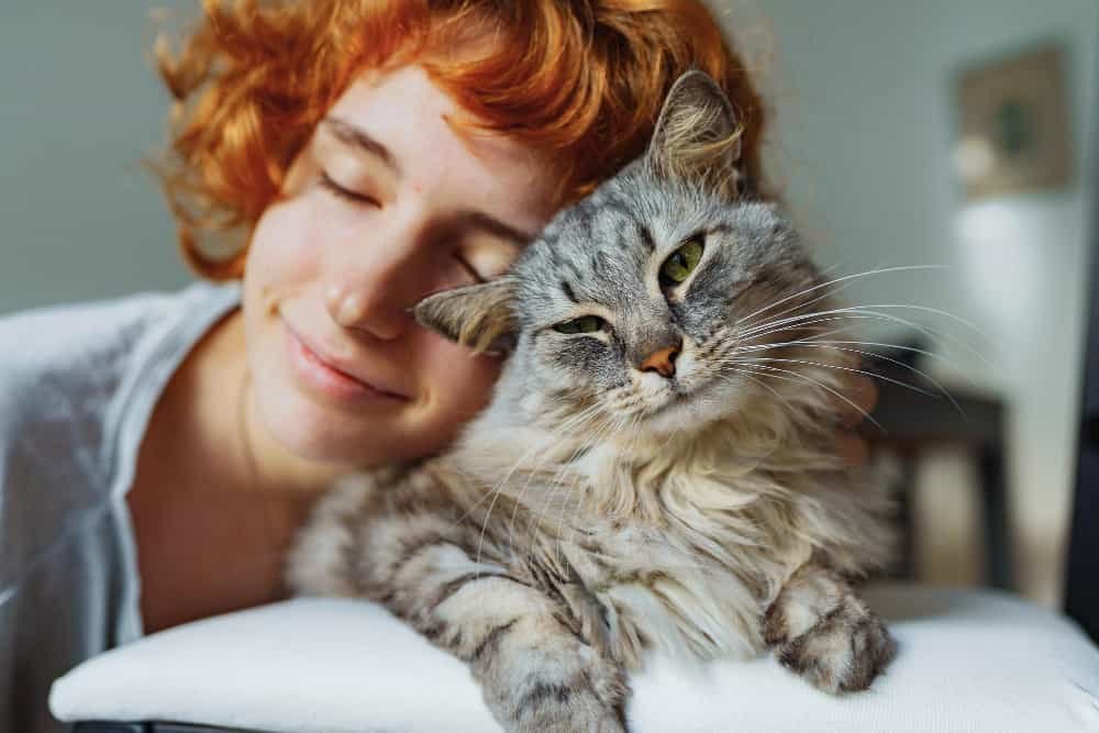 Le chat de compagnie