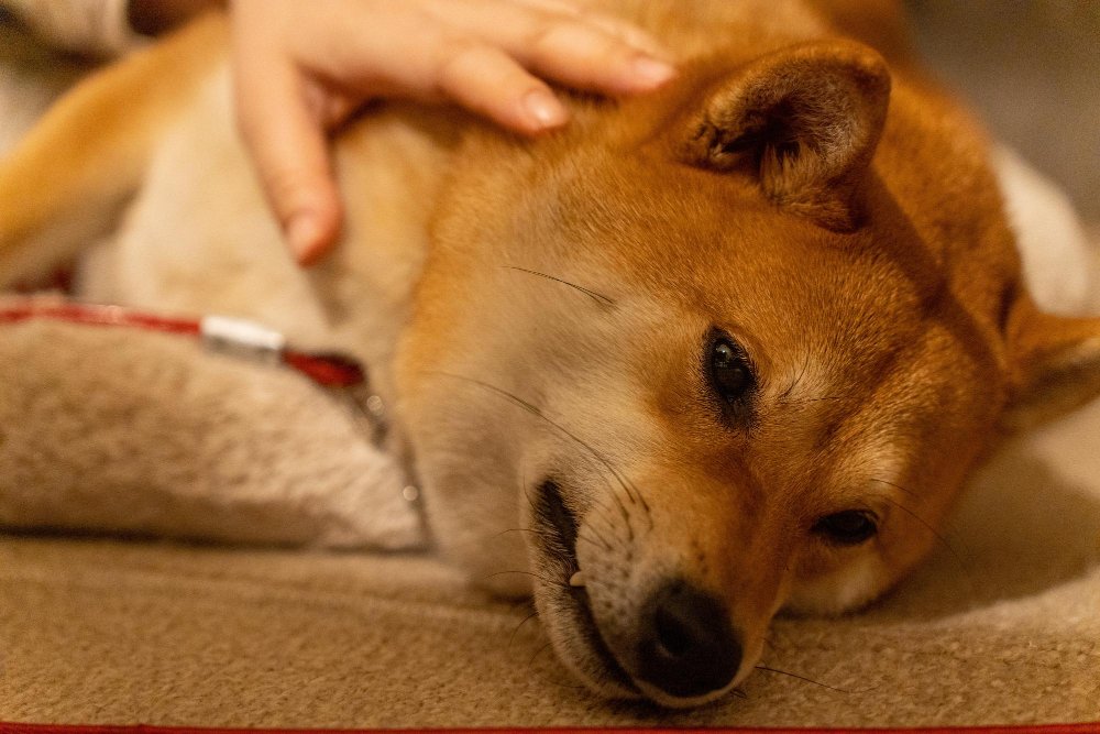 Le chien shiba inu japonais est allongé