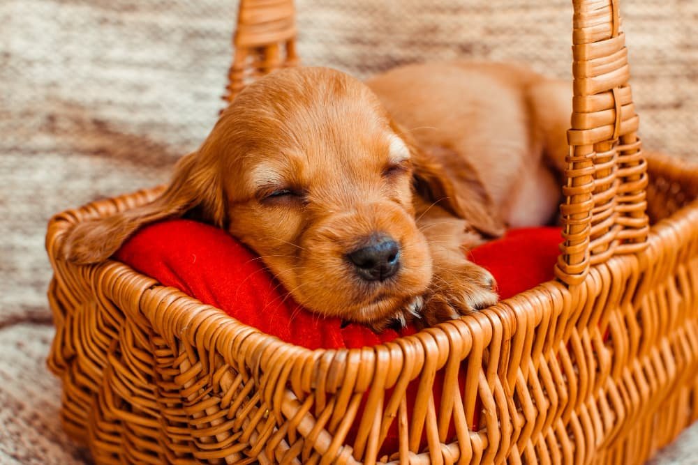 Le petit chien qui dort Le petit chien qui dort