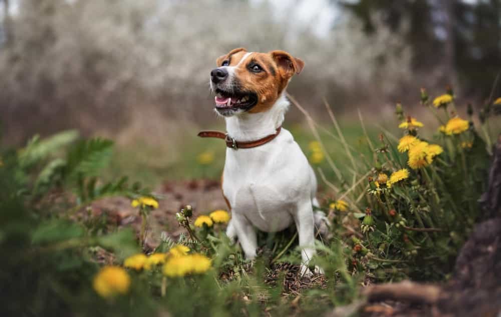 Petit Jack Russell terrier assis