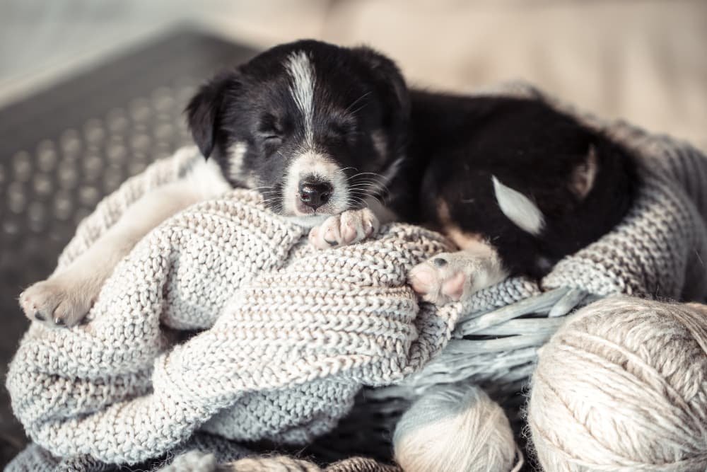Petit chiot mignon couché Petit chiot mignon couché
