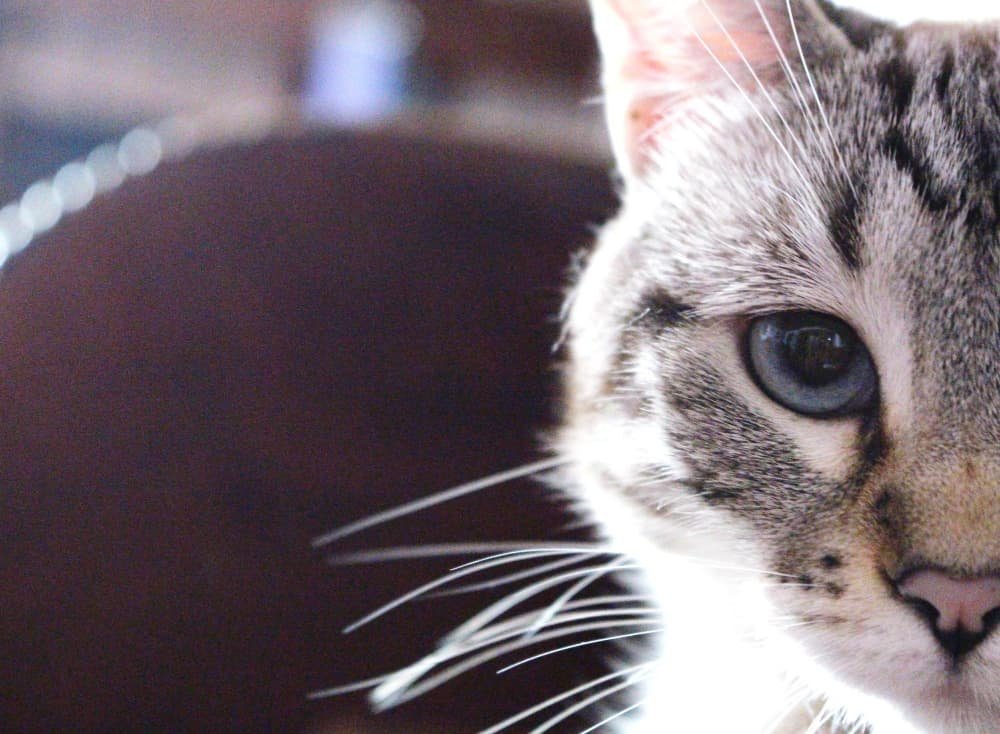 Portrait en gros plan chat