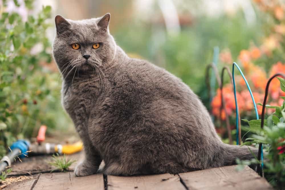 Un chat britannique gris est assis