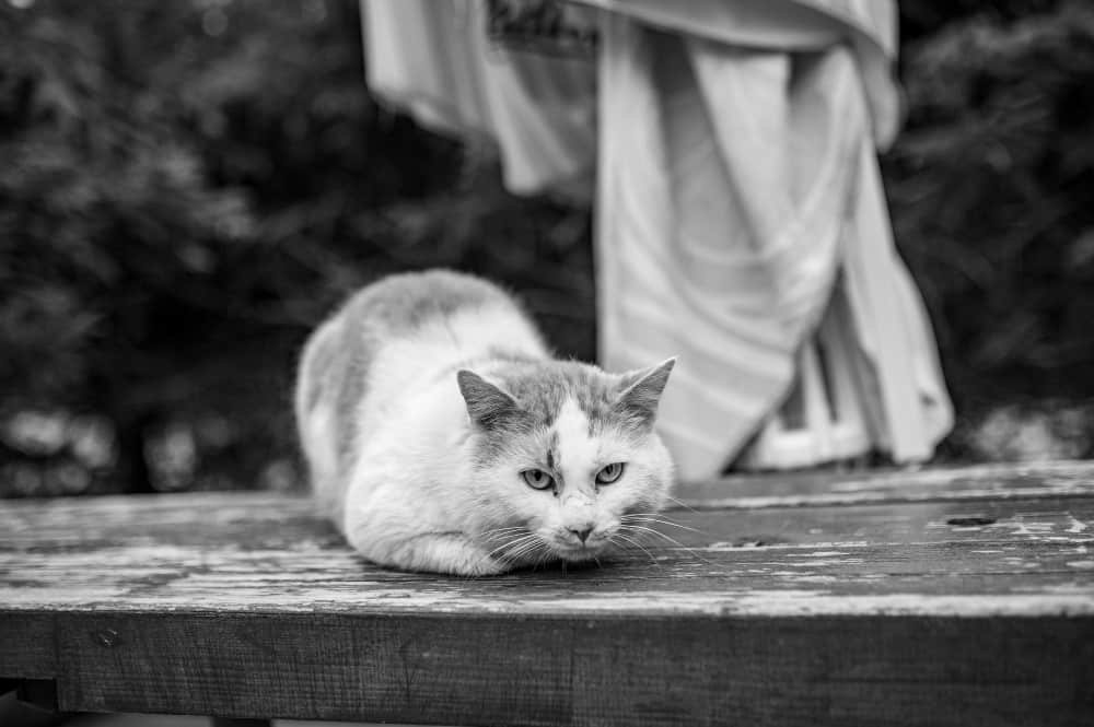 Un chat est assis sur un banc