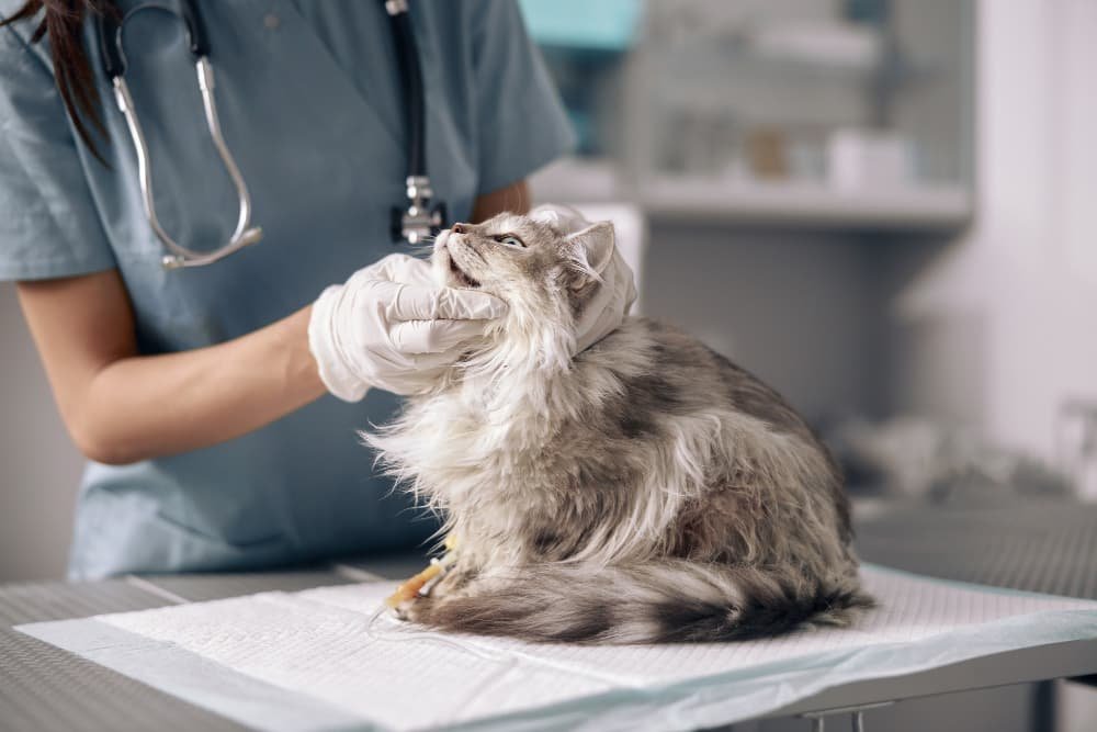 Un vétérinaire dans des gants en latex examine un chat