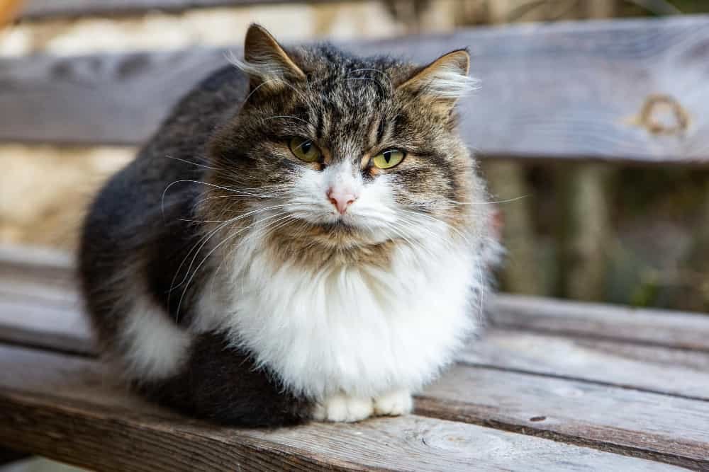 chat domestique est assis dans la cour Chat domestique est assis dans la cour